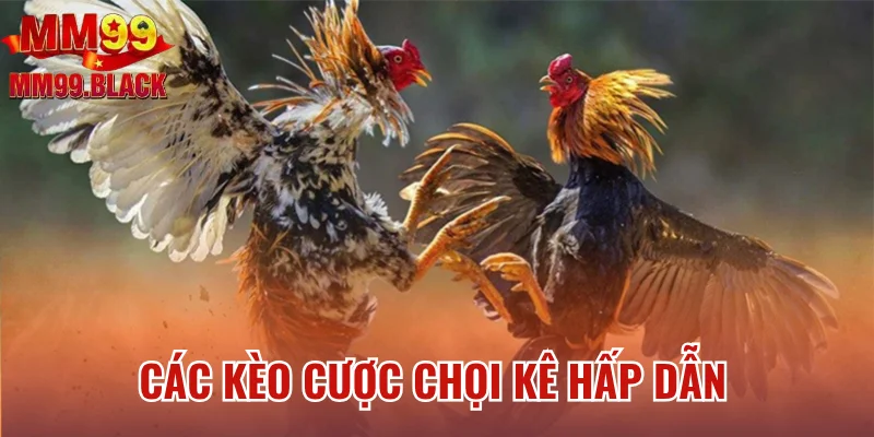 Các kèo cược chọi kê hấp dẫn