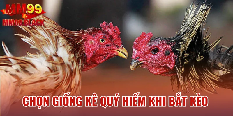 Chọn giống kê quý hiếm khi bắt kèo