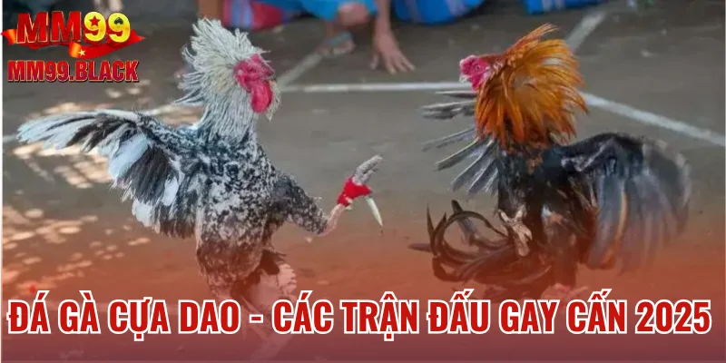 Đá Gà Cựa Dao - Mãn Nhãn Với Các Trận Đấu Gay Cấn 2025