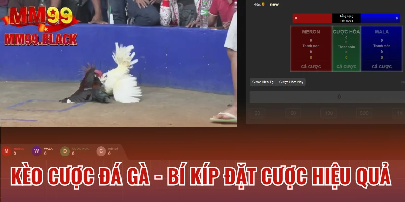 Kèo Cược Đá Gà - Bí Kíp Đặt Cược Hiệu Quả Cho Newbie 2025