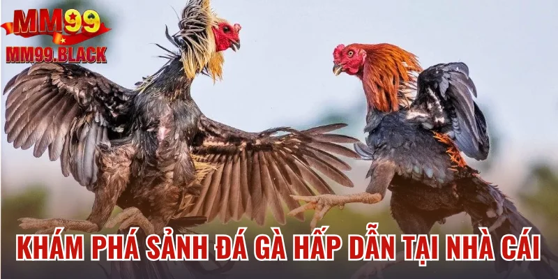 Khám phá sảnh đá gà hấp dẫn tại nhà cái