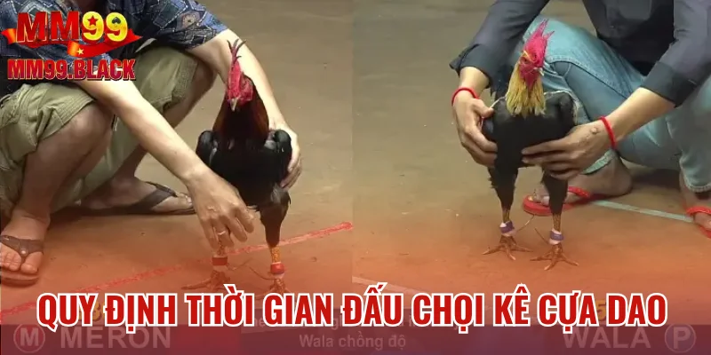 Quy định thời gian đấu chọi kê cựa dao