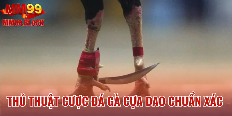 Thủ thuật cược đá gà cựa dao chuẩn xác