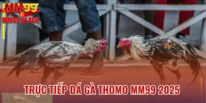 Trực Tiếp Đá Gà Thomo MM99 - Các Trận Đấu Đỉnh Cao 2025