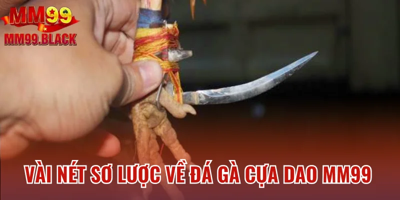 Vài nét sơ lược về đá gà cựa dao